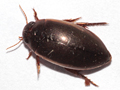 Ilybius fuliginosus